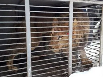 Умер лев, которого вывезли из зверинца в Покровске
