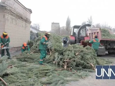 В Киеве принесли на утилизацию около 2 тысяч елок