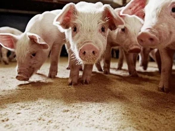 АЧС: Китай може втратити п'яту частину поголів'я свиней
