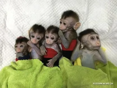 Китай провів клонування мавпи з відредагованим геномом