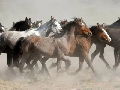 В Австралии из-за жары массово гибнут дикие лошади
