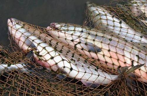 За рік через браконьєрів рибне господарство втратило 27 млн грн