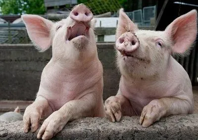 АЧС: Беларусь ограничила импорт свинины из Болгарии и Китая