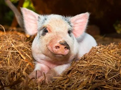 Госпродпотребслужба утверждает, что польских свиней в Украину не везут
