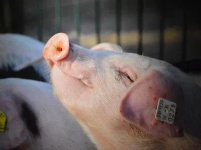 В Украине упало производство свинины