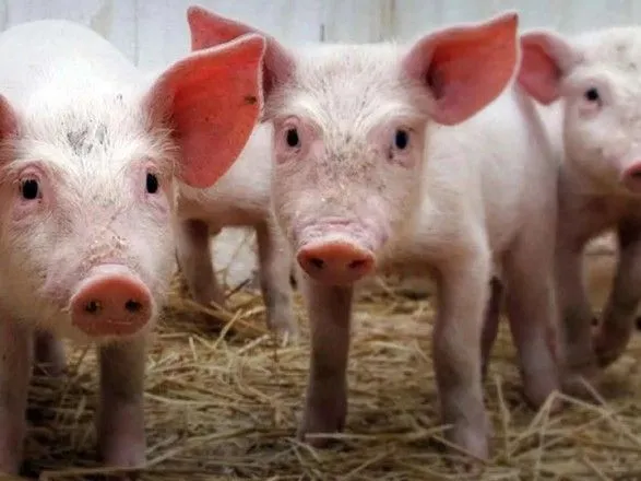 У Китаї дві великі свиноферми продали свиней, хворих на АЧС