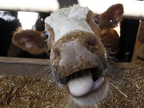 В Польше обнаружено коровье бешенство
