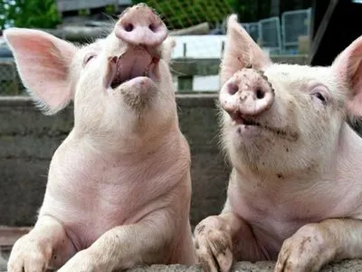 У Харкові на смітнику знайшли останки свиней, заражених АЧС