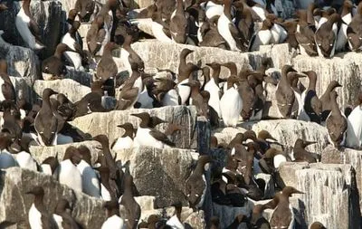Біля берегів Нідерландів померло близько 20 тисяч птахів