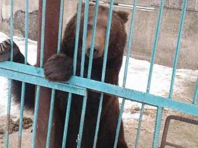 Из скандального зверинца в Донецкой области изъяли последних 5 медведей