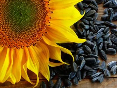 Виробництво насіння соняшнику в Україні зросло на 16%