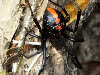 Вчені віднайшли найбільшого смертельного павука