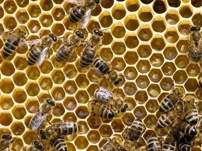 Ученые научили пчел складывать и вычитать