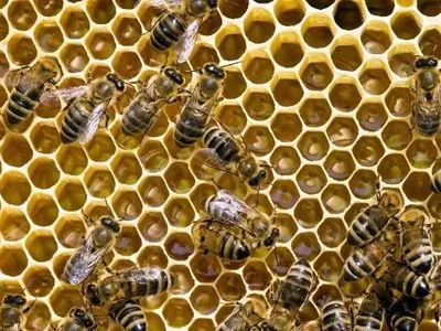 Ученые научили пчел складывать и вычитать