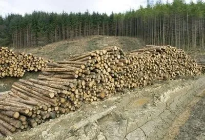 Запаса древесины в Украине хватит на век