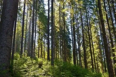 В Україні за рік створили 1,9 тисяч га нових лісів