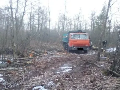 Біля кордону з Білоруссю затримали лісорубів
