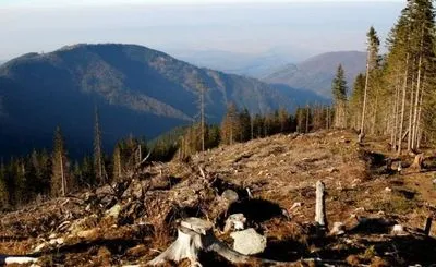 В Україні стали менше незаконно вирубувати ліси