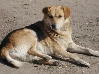 В Черновцах открыли уголовное производство из-за убийства собак