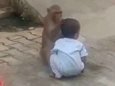 В Индии обезьяна украла двухлетнего ребенка