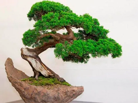 В Японии украли 400-летнее дерево