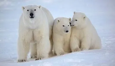 У мережі з'явилося відео навали білих ведмедів в РФ