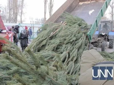 В этом году киевляне принесли на утилизацию меньше елок, чем в прошлом