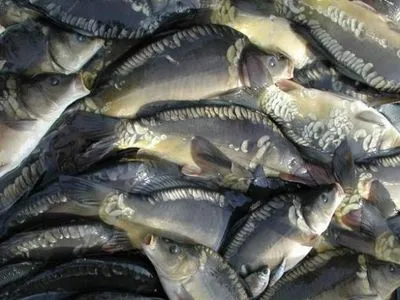 Больше всего рыбы в прошлом году Украина наловила в Азовском море
