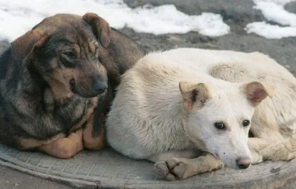 Киевлянина будут судить за избиение бездомной собаки