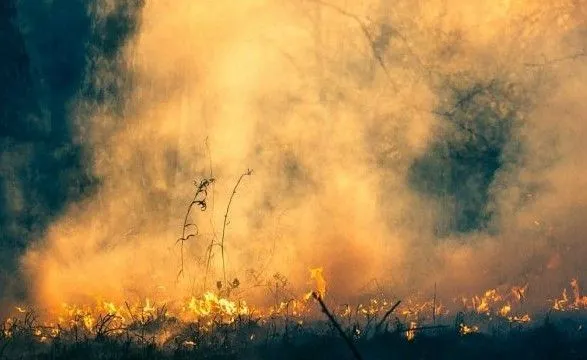 В Чернобыльской зоне горело 5 гектаров леса