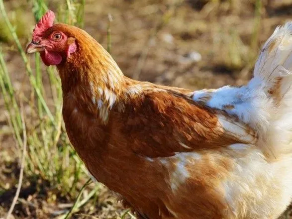 В мире растет спрос на украинскую курятину – аналитики