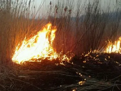 Пожар на пруду уничтожил два гектара камыша