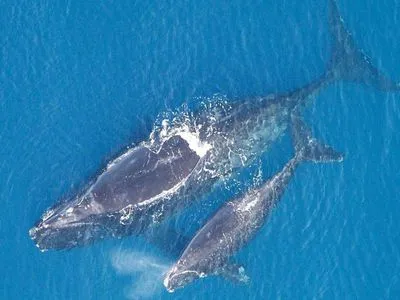 Ученые обнаружили в Атлантическом океане семь детенышей китов редкого вида