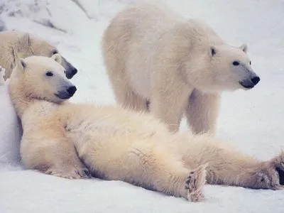 В РФ сняли введенный из-за нашествия белых медведей режим ЧС