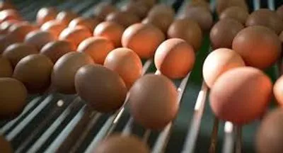 В январе в Украине дешевле всего продавали яйца