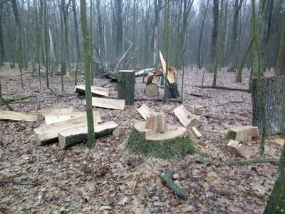 В Житомирской области срубили леса почти на 300 тысяч грн