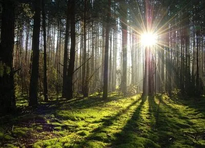 На ліси сходу і півдня України виділять майже 300 млн грн
