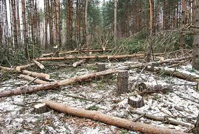 В прошлом году в Украине незаконно вырубили леса на 117 млн грн