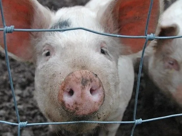 АЧС: тваринники закликають Гройсмана знизити податки для свинарів