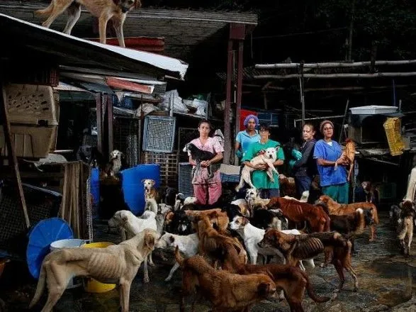 В Венесуэле оставлены на произвол судьбы миллионы животных
