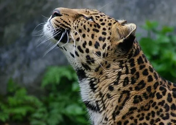 В Армении засняли редкого леопарда