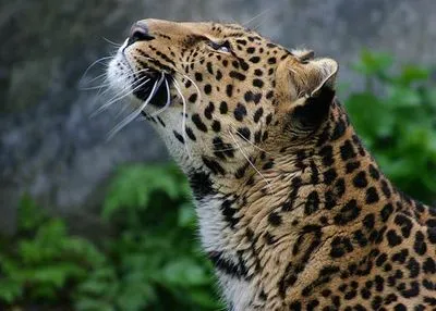 В Армении засняли редкого леопарда