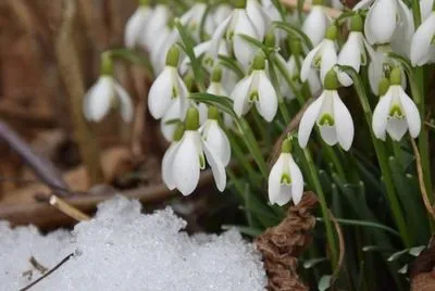Синоптики дали прогноз на первые дни весны