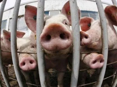 У Китаї новий спалах АЧС: на забій відправили тисячі свиней