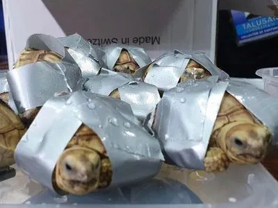 На Филиппинах пытались вывезти 1500 живых черепах в чемоданах