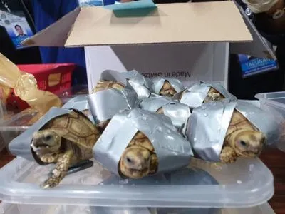 В Филиппинах в багаже обнаружили 1500 обмотанных скотчем черепах