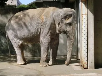 Умерла "самая печальная слониха" в мире