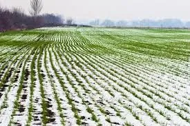 Мінагропрод: погода сприяє успішній перезимівлі озимих зернових