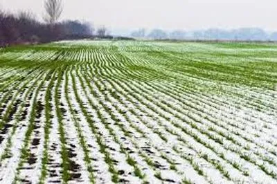 Мінагропрод: погода сприяє успішній перезимівлі озимих зернових
