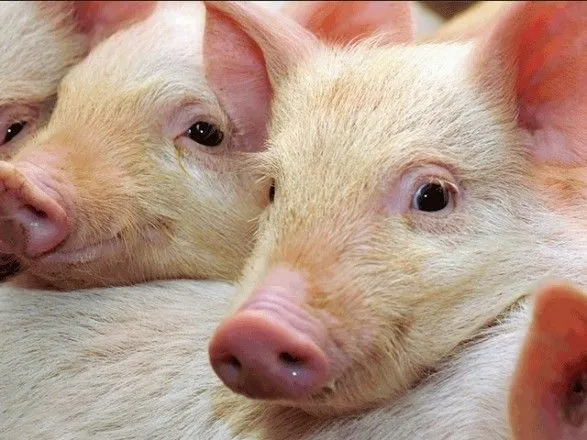 Налоговый комитет ВР готов рассмотреть снижение налогов для свиноводов